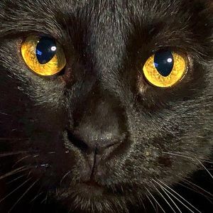 Meet your Posher, Miranda